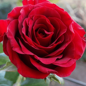 Red Rose
