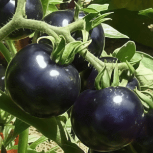 Black Tomato