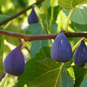 Figs