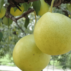pears