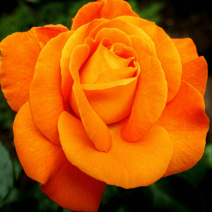 Yellow Rose