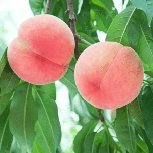 Peach Tree