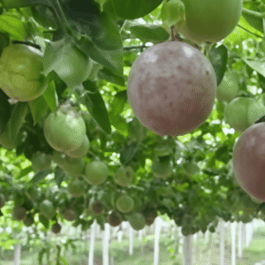 Passion Fruit