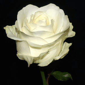 White Rose