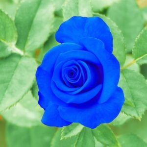 Blue Rose