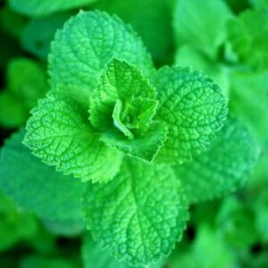 mint